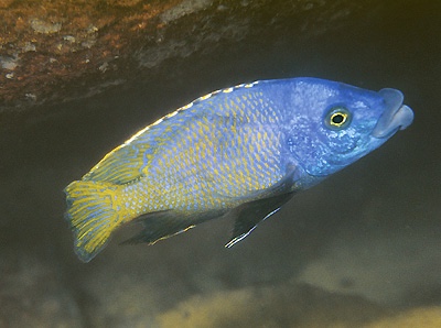 Placidochromis milomo 'Chinyamwezi Island'